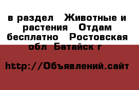  в раздел : Животные и растения » Отдам бесплатно . Ростовская обл.,Батайск г.